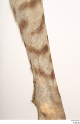 Leg Animal photo references